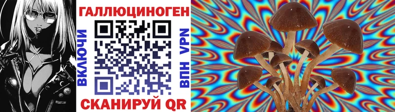 купить наркоту  Отрадный  Галлюциногенные грибы Psilocybe 